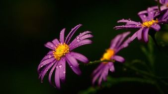 closeup view of Purple daisy in the drops of dew