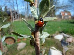 wondrous ladybug insect on a blurred background