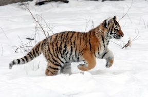 tiger cub is jumping in the snow