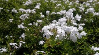 white flower ceylon