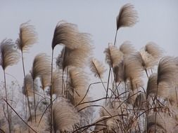 very beautiful reed weeds