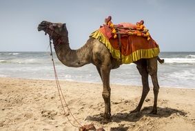 camel on a seashore