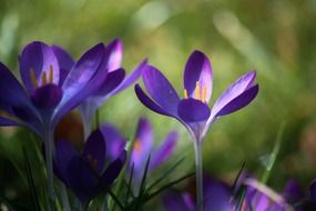 Blue crocuses, macro photography