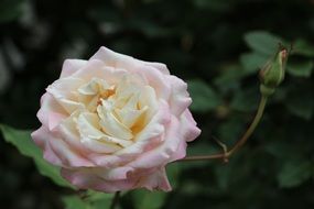 Pink and white rose flower in the garden