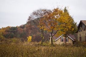 Landscape of autumn leaved forest