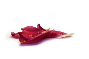 water drops on red tulip petals on a white background