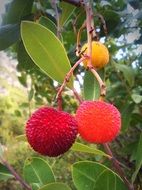 Shepherd cherry on tree