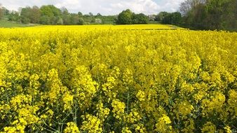 wonderful oilseed rape field