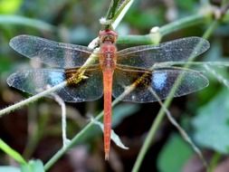 coral tailed