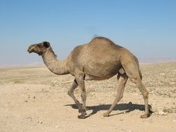 camel on the desert sand