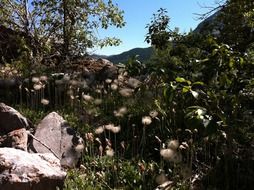 Mountain flowers near the tree
