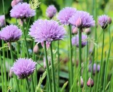 Picture of the chives in the garden