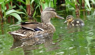Brown and grey ducks in water