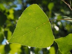 poplar leaf veins