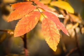 orange leaf autumn macro scene
