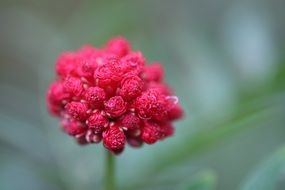 Small red flowers in the spring