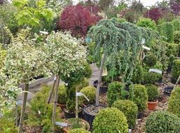 lot of flowers in the botany garden