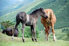 landscape of grazing small horses in the wildlife