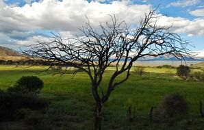 small tree without leaves on a background of green meadow