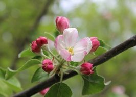 open and closed buds on the apple tree