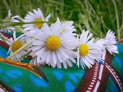 daisies flowers