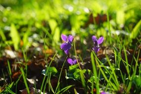 wald violet blossom on green grass