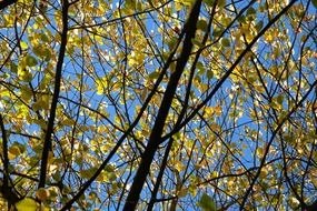 tree leaves in sunny autumn day