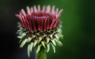 burgundy garden flower