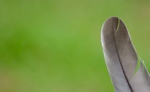 pigeon feather on a blurry green background