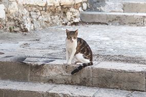 stairs cat