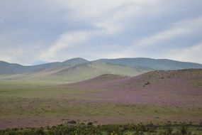 flowering desert landscape