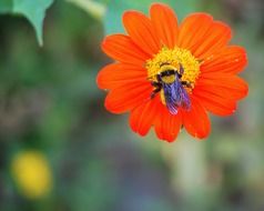 insect on a red flower in nature