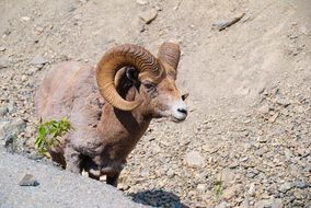 brown mountain goat among the stones on a sunny day