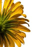 Picture of wet flower