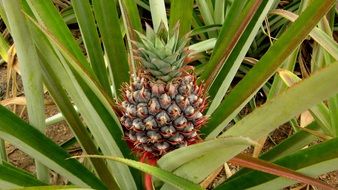 maturing pineapple