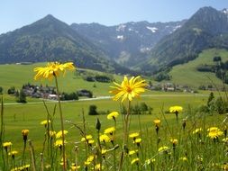 yellow flowers in a mountain meadow