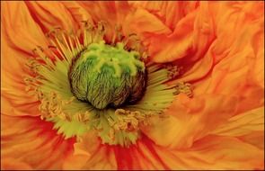 Macro photo of a garden flower