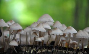 cluster of ink mushrooms