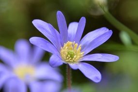 closeup photo of the purple flower