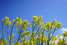 yellow rape blossoms field