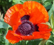 Red poppy in a summer garden