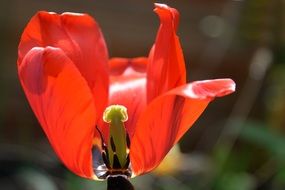 Blossoming tulip in the sunlight