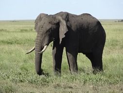Elephant walking on the green grass on landscape