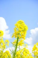 Inflorescence of yellow rape