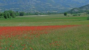 Landscape with the meadow of poppies