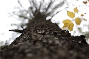 closeup of a tree bark