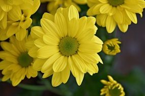 yellow marguerite blossms