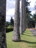 tree trunks