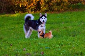 husky and chihuahua on green grass in autumn