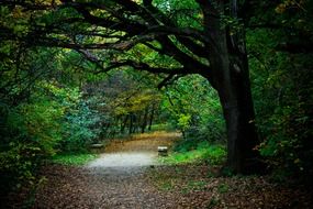 walk road forest